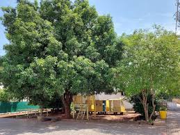 Yellow Tree Academy